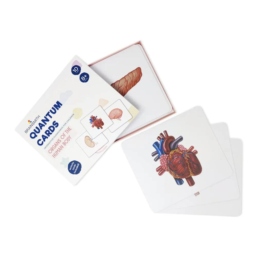Brainsmith Organs of the Human Body Quantum Flash Cards