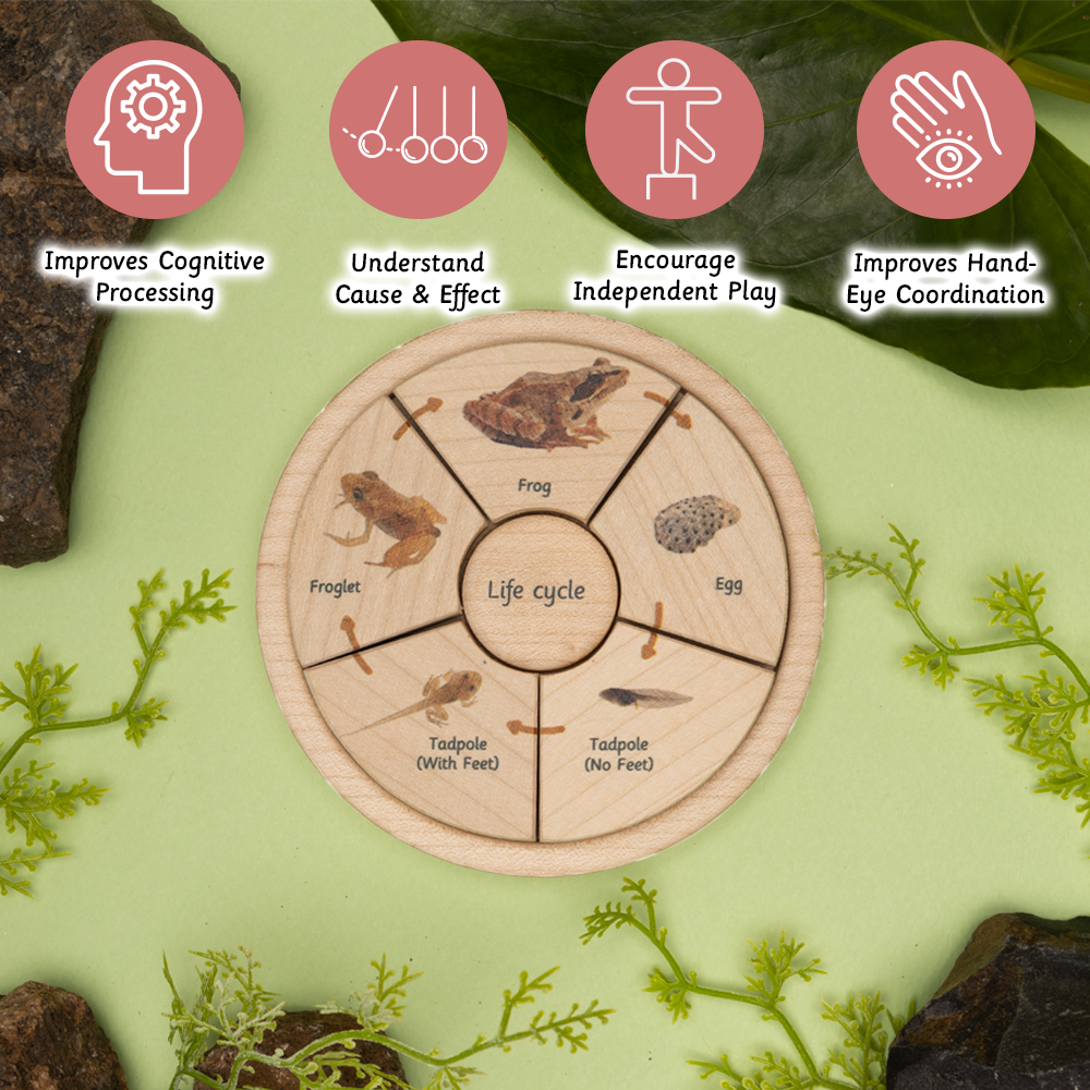 Ariro Life Cycle Puzzle - Oviparous