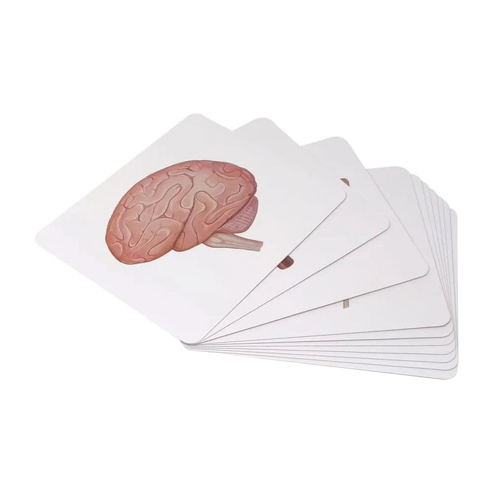 Brainsmith Organs of the Human Body Quantum Flash Cards
