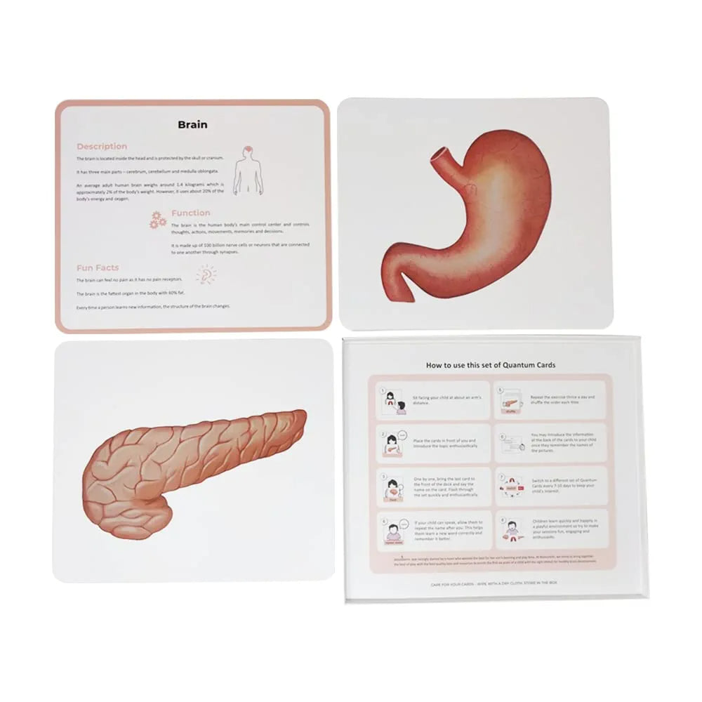 Brainsmith Organs of the Human Body Quantum Flash Cards