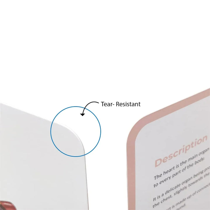 Brainsmith Organs of the Human Body Quantum Flash Cards